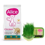 Alice Chicken Tavuk Etli Kedi Maması 15 Kg + Alice Kedi Çimi