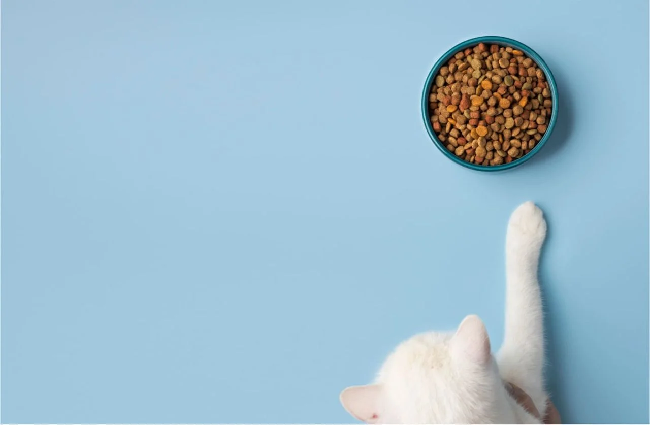 En İyi Kedi Mamaları